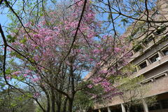 Handroanthus heptaphyllus