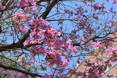 Handroanthus heptaphyllus