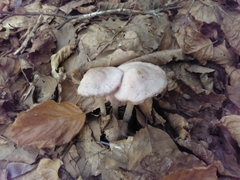 Mycena rosea