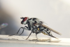 Anthomyia