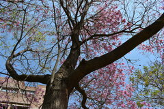 Handroanthus heptaphyllus