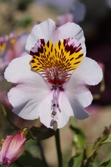 Alstroemeria magnifica