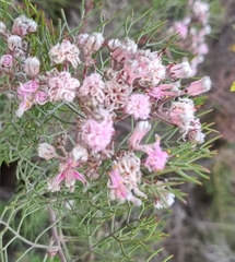 Serruria fasciflora