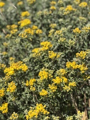 Eriophyllum staechadifolium