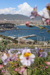 Alstroemeria magnifica