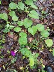 Ipomoea orizabensis orizabensis