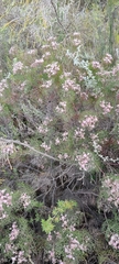 Serruria fasciflora