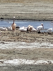 Pelecanus onocrotalus