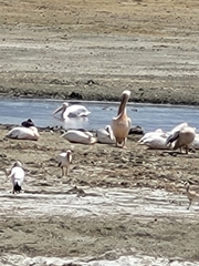 Pelecanus onocrotalus