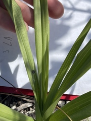 Eulophia graminea