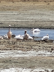 Pelecanus onocrotalus