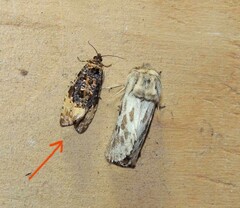Endothenia oblongana