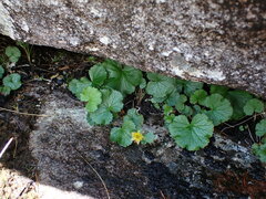 Geum calthifolium