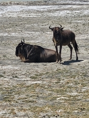 Connochaetes taurinus mearnsi