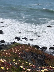 Carpobrotus chilensis