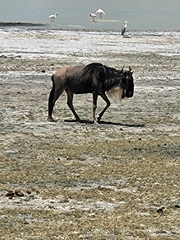 Connochaetes taurinus mearnsi