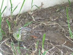 Myiodynastes luteiventris