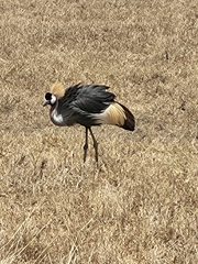 Balearica regulorum