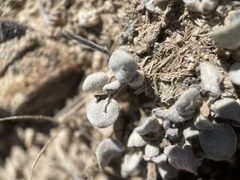 Eriogonum ovalifolium