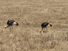 Balearica regulorum