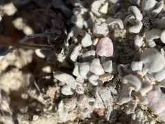 Eriogonum ovalifolium
