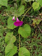 Ipomoea orizabensis orizabensis
