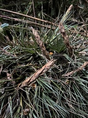 Tillandsia fragrans