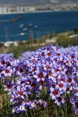 Leucocoryne purpurea