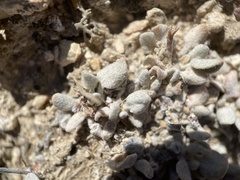 Eriogonum ovalifolium