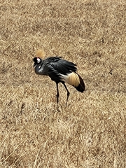 Balearica regulorum