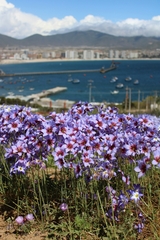 Leucocoryne purpurea