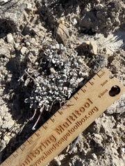 Eriogonum ovalifolium