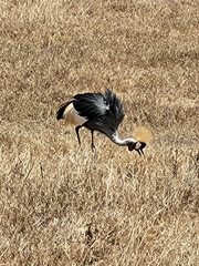 Balearica regulorum