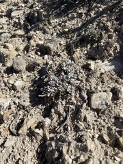 Eriogonum ovalifolium