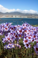 Leucocoryne purpurea