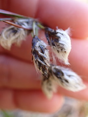 Eriophorum angustifolium