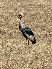 Balearica regulorum