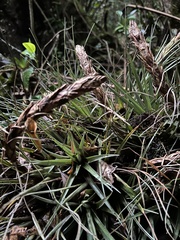 Tillandsia fragrans