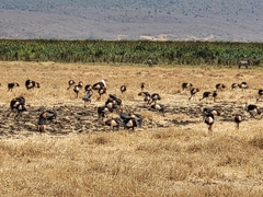 Balearica regulorum