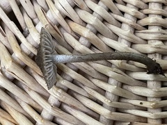 Simocybe centunculus