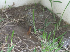 Myiodynastes luteiventris