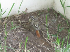 Myiodynastes luteiventris