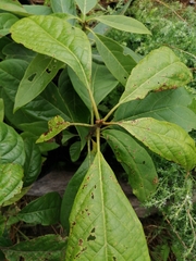 Persea americana