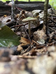 Simocybe centunculus
