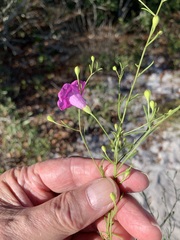 Agalinis filifolia