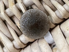 Simocybe centunculus
