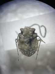 Gelastocoris oculatus