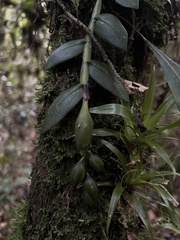 Epidendrum megalospathum