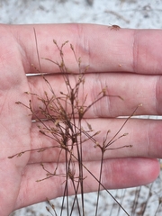 Bulbostylis ciliatifolia