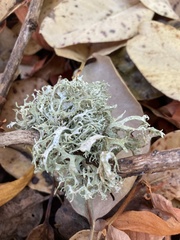Evernia prunastri